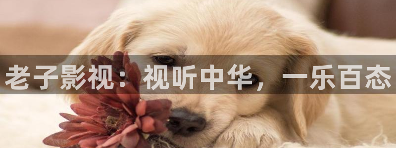 伦理影院免费观看电影：老子影视：视听中华，一乐百态